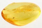 Tiny Fossil Ant-Like Stone Beetle (Scydmaeninae) in Baltic Amber #273364-1